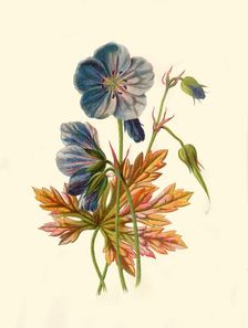 Meadow Crane's-Bill 1877. Creator: Frederick Edward Hulme