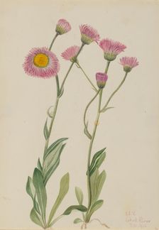 Meadow Fleabane (Erigeron speciosus), 1920. Creator: Mary Vaux Walcott