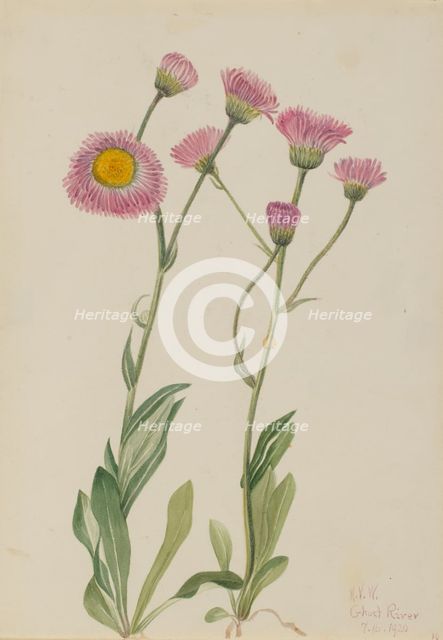 Meadow Fleabane (Erigeron speciosus), 1920. Creator: Mary Vaux Walcott.