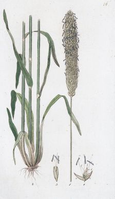 Meadow Foxtail (Alopecurus pratensis), 1804-1811. Creator: Johan Wilhelm Palmstruch