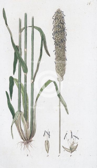 Meadow Foxtail (Alopecurus pratensis), 1804-1811. Creator: Johan Wilhelm Palmstruch.