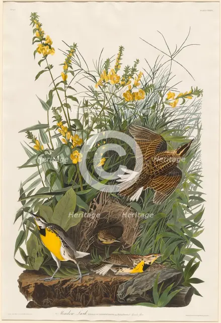 Meadow Lark, 1832. Creator: Robert Havell.