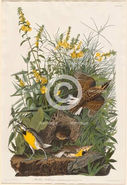 Meadow Lark, 1832. Creator: Robert Havell.