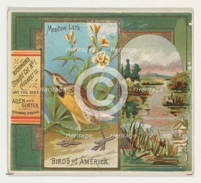 Meadow Lark, from the Birds of America series (N37) for Allen & Ginter Cigarettes, 1888. Creator: Allen & Ginter.