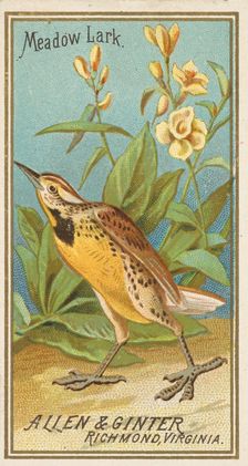 Meadow Lark, from the Birds of America series (N4) for Allen & Ginter Cigarettes Brands, 1888. Creator: Allen & Ginter