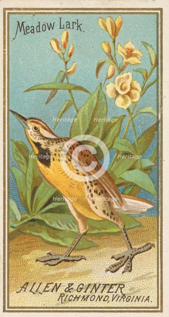 Meadow Lark, from the Birds of America series (N4) for Allen & Ginter Cigarettes Brands, 1888. Creator: Allen & Ginter.
