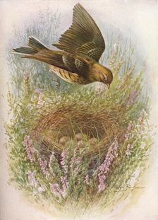 Meadow-Pipit or Titlark - An'thus praten'sis c1910, (1910). Artist: George James Rankin
