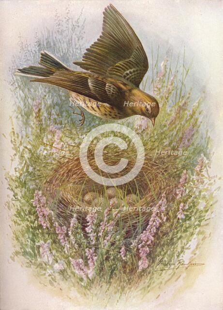 'Meadow-Pipit or Titlark - An'thus praten'sis', c1910, (1910). Artist: George James Rankin.