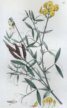 Meadow Vetchling (Lathyrus pratensis), 1804-1811. Creator: Johan Wilhelm Palmstruch