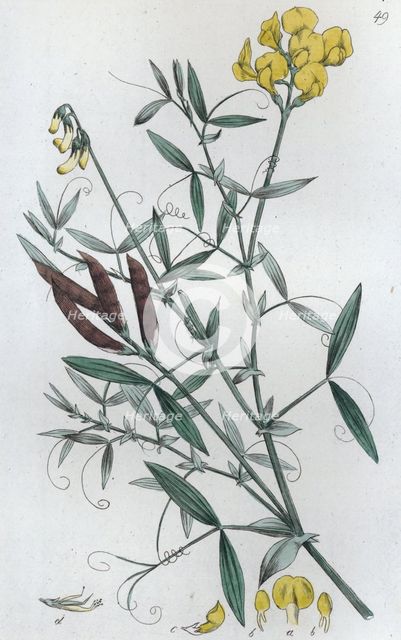 Meadow Vetchling (Lathyrus pratensis), 1804-1811. Creator: Johan Wilhelm Palmstruch.