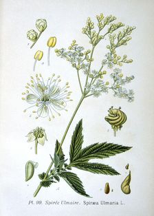 Meadowsweet, 1893