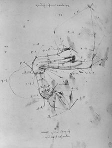 Measured Drawing of the Near Fore-Leg of a Horse c1480 (1945). Artist: Leonardo da Vinci