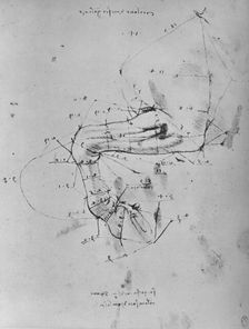 Measured Drawing of the Near Fore-Leg of a Horse c1480 (1945). Artist: Leonardo da Vinci