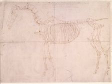 Measured working drawing for The First Anatomical Table of the Skeleton of the Horse 1756. Creator: George Stubbs
