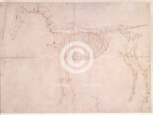 Measured working drawing for 'The First Anatomical Table of the Skeleton of the Horse', 1756. Creator: George Stubbs.