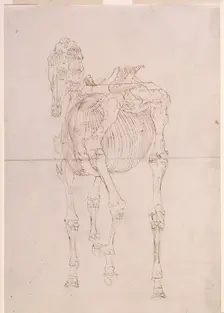 Measured working drawing for The Third Anatomical Table of the Skeleton of the Horse 1756. Creator: George Stubbs
