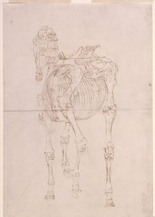 Measured working drawing for The Third Anatomical Table of the Skeleton of the Horse 1756. Creator: George Stubbs