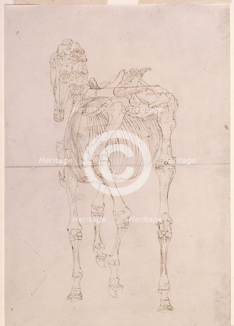 Measured working drawing for 'The Third Anatomical Table of the Skeleton of the Horse', 1756. Creator: George Stubbs.