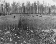 Measuring height of grain on government farm, 1916. Creator: Unknown