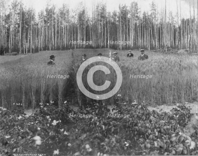 Measuring height of grain on government farm, 1916. Creator: Unknown.