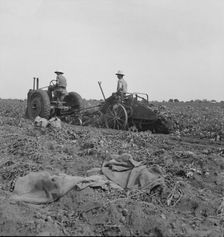 Mechanical potato digger near Shafter, California, 1937. Creator: Dorothea Lange