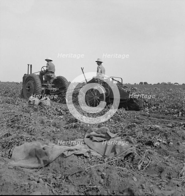 Mechanical potato digger near Shafter, California, 1937. Creator: Dorothea Lange.