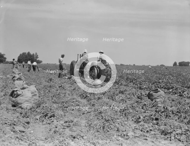 Mechanical potato digger in the field, Shafter, California, 1937. Creator: Dorothea Lange.