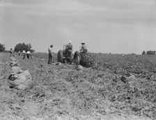Mechanical potato digger in the field, Shafter, California, 1937. Creator: Dorothea Lange