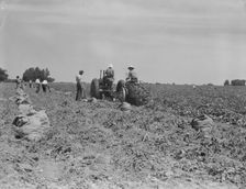Mechanical potato digger in the field, Shafter, California, 1937. Creator: Dorothea Lange