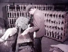 Mechanical plucking of ducklings, turkey and duck farm, Norfolk, c1955. farm of Mr G. W. Nurse of Gt Creator: Arthur Charles Kirby Ware