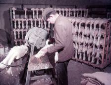 Mechanical plucking of ducklings, turkey and duck farm, Norfolk, c1955. farm of Mr G. W. Nurse of Gt Creator: Arthur Charles Kirby Ware