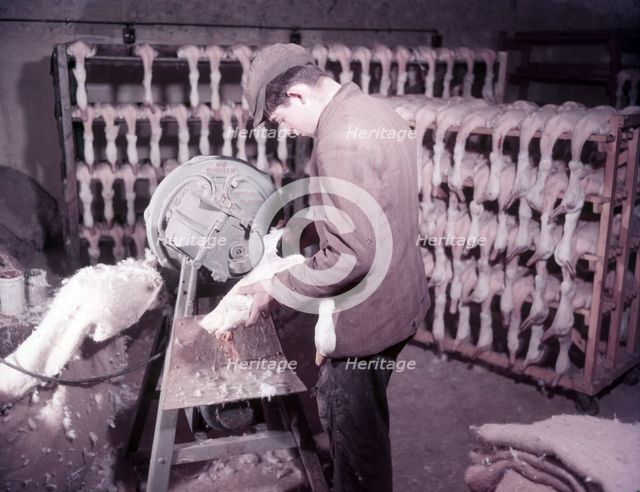 Mechanical plucking of ducklings, turkey and duck farm, Norfolk, c1955. farm of Mr G. W. Nurse of Gt Creator: Arthur Charles Kirby Ware.