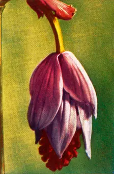 Medinilla, c1928. Creator: Unknown