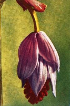 Medinilla, c1928. Creator: Unknown
