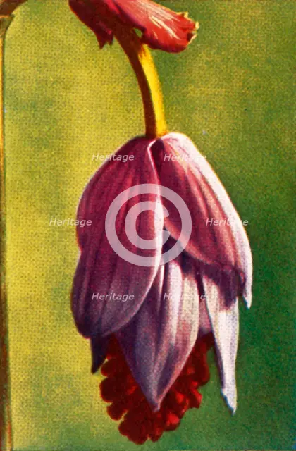 Medinilla, c1928.  Creator: Unknown.