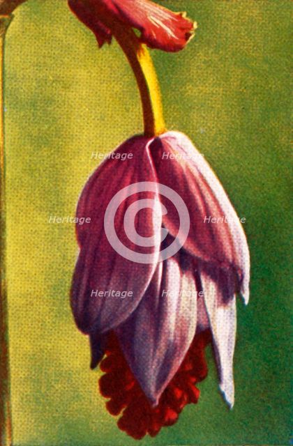 Medinilla, c1928.  Creator: Unknown.