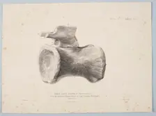 Median Caudal Vertebra of Pelorosaurus [?] from the strata of Tilgate Forest..., 1801. Creator: George Scharf