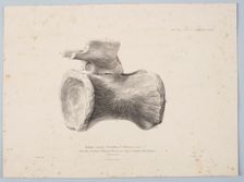 Median Caudal Vertebra of Pelorosaurus [?] from the strata of Tilgate Forest..., 1801. Creator: George Scharf
