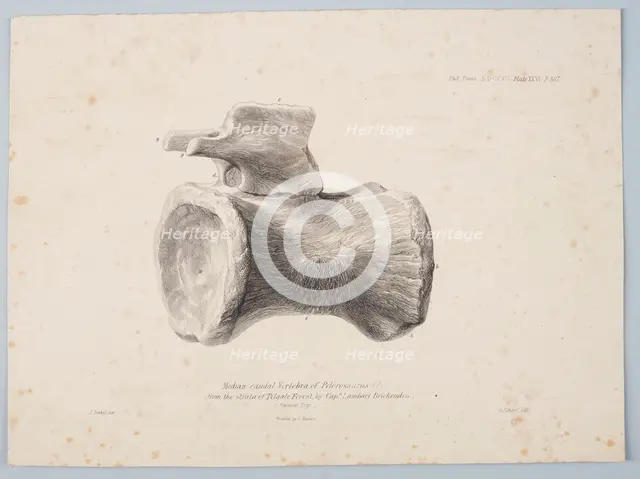 Median Caudal Vertebra of Pelorosaurus [?] from the strata of Tilgate Forest..., 1801. Creator: George Scharf.