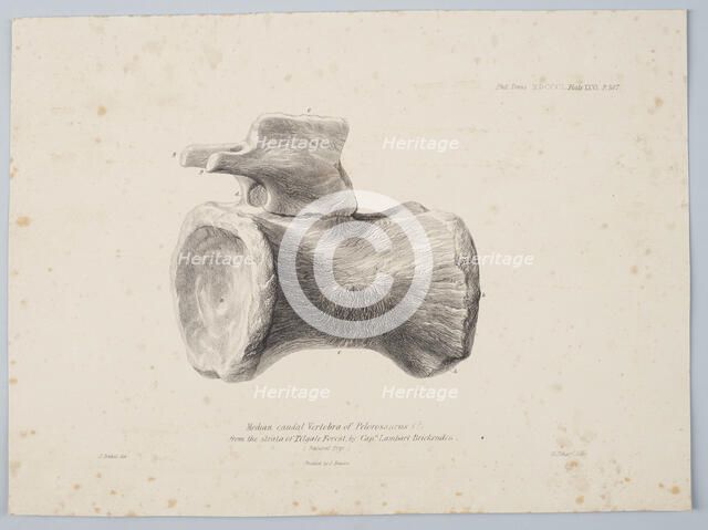 Median Caudal Vertebra of Pelorosaurus [?] from the strata of Tilgate Forest..., 1801. Creator: George Scharf.