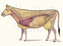 Median section of a cow, showing principal organs of digestion, etc, c1905 (c1910)