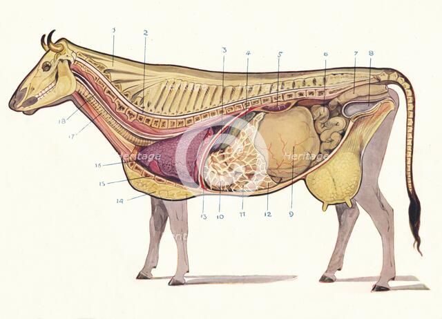 Median section of a cow, showing principal organs of digestion, etc, c1905 (c1910). Artist: Unknown.