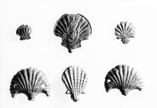 Medieval pilgrim badges in the shape of scallop shells. Creator: Unknown