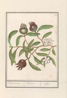 Medlar (Mespilus germanica), 1596-1610. Creators: Anselmus de Boodt, Elias Verhulst