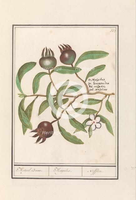 Medlar (Mespilus germanica), 1596-1610. Creators: Anselmus de Boodt, Elias Verhulst.