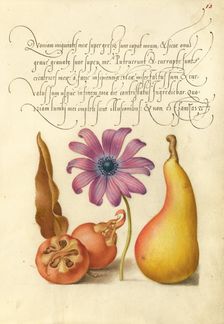 Medlar, Poppy Anemone, and Pear, 1561-1562; illumination added 1591-1596. Creator: Joris Hoefnagel