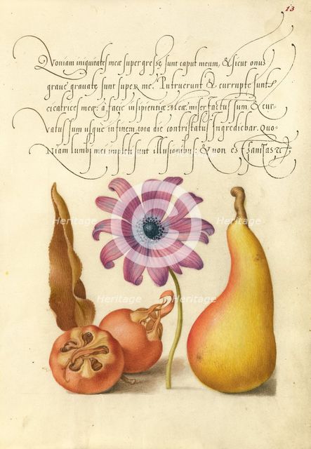 Medlar, Poppy Anemone, and Pear, 1561-1562; illumination added 1591-1596. Creator: Joris Hoefnagel.
