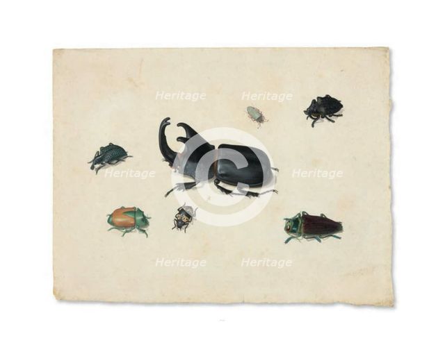Megasoma Elephas or Megaceras Jason and Six Other Insects, n.d. Creator: Pieter Holsteyn the Younger.