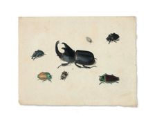 Megasoma Elephas or Megaceras Jason and Six Other Insects, n.d. Creator: Pieter Holsteyn the Younger