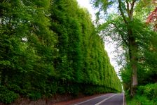 Meikleour Beech Hedge, Perthshire, Scotland. Creator: Peter Thompson